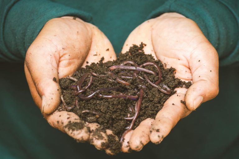 Un homme tient dans ses mains du compost contenant des vers