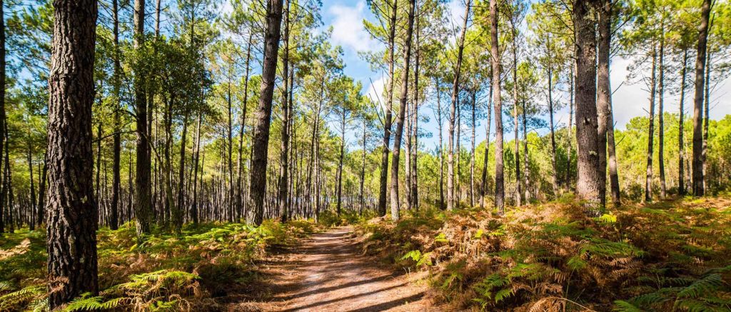 camping dans les Landes